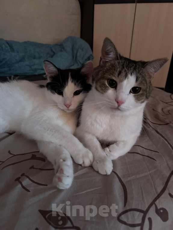 Кошки в Казани: Отдам котиков в добрые руки 🐈🐈‍⬛ Мальчик, Бесплатно - фото 1