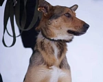 Собаки в Москве: Лира попала в отлов Девочка, Бесплатно - фото 3