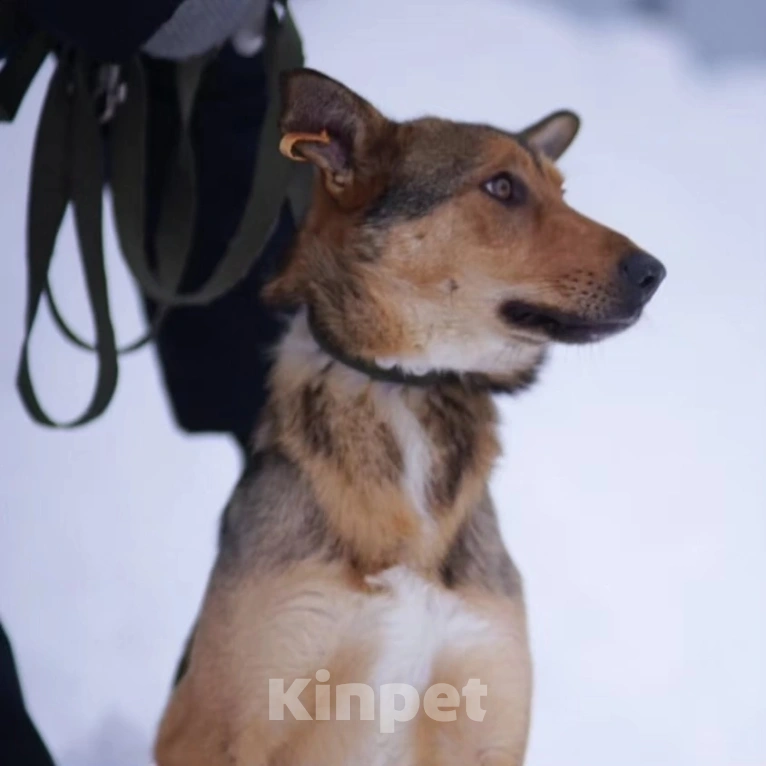 Собаки в Москве: Лира попала в отлов Девочка, Бесплатно - фото 3