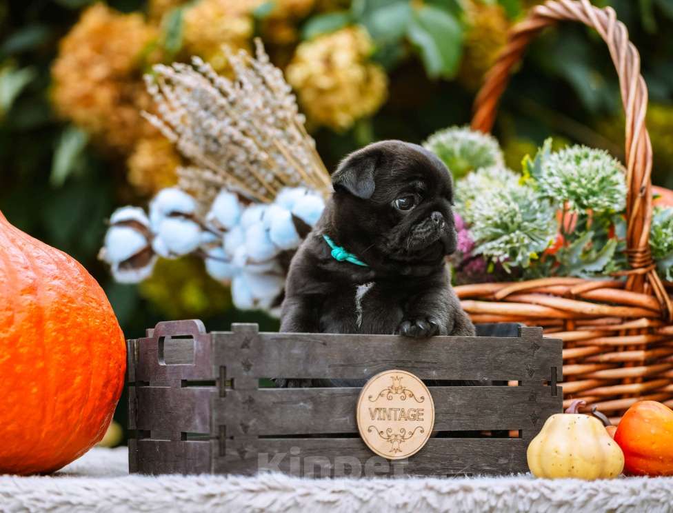 Собаки в Новосибирске: Мопс Скарлетт О'Хара Девочка, 60 000 руб. - фото 4