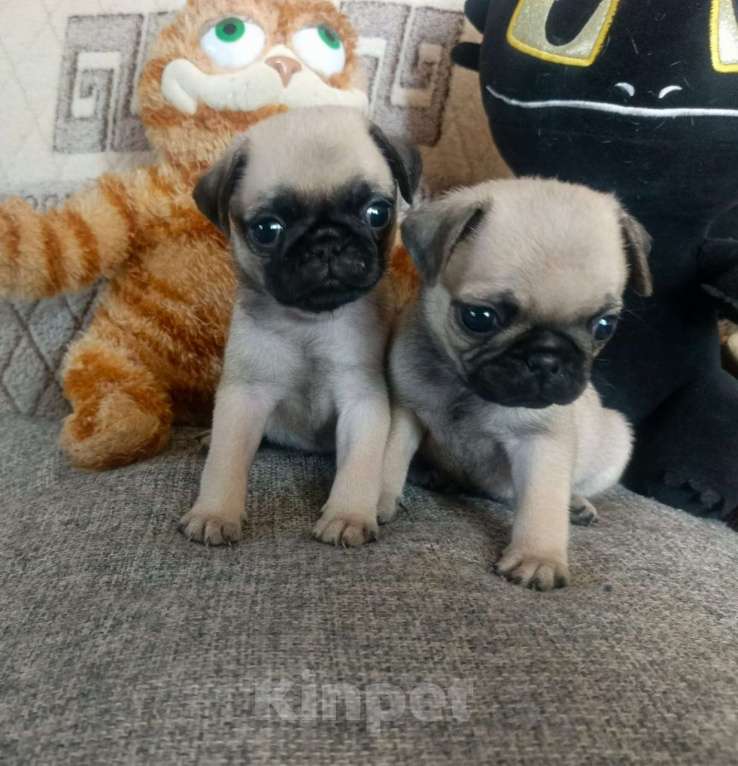 Собаки в Темнике: Мопсики  Мальчик, 20 000 руб. - фото 2