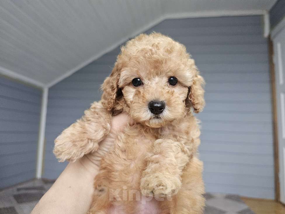 Собаки в Москве: Щенки той и миниатюрного пуделя  ркф Мальчик, 50 000 руб. - фото 4