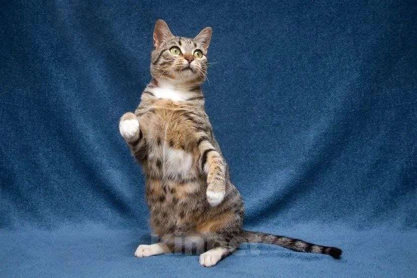 Кошки в Москве: Хвостатый источник позитива: Мирра ждет тебя Девочка, Бесплатно - фото 5