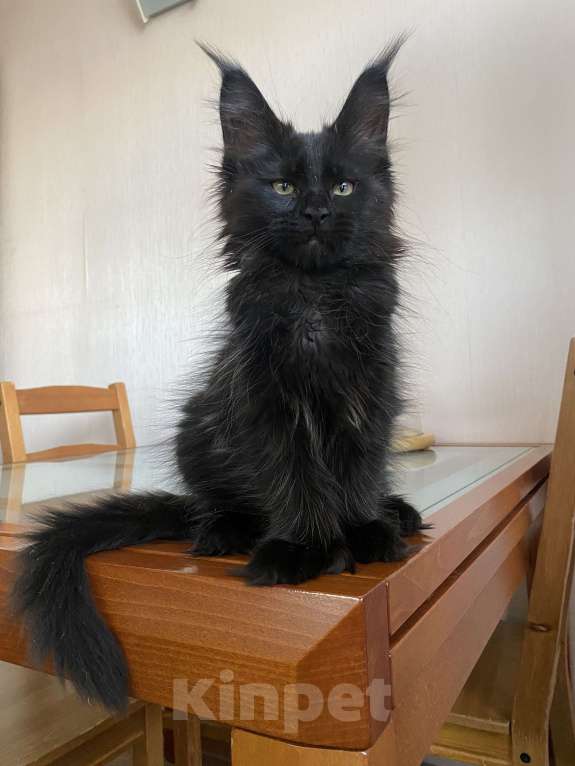 Кошки в Перми: Мейн-кун котёнок полидакт девочка Девочка, 70 000 руб. - фото 4