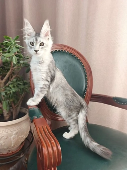Девочка Мейн-кун