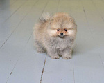 Собаки в Подольске: Шпиц щенок оранж Мальчик, Бесплатно - фото 3