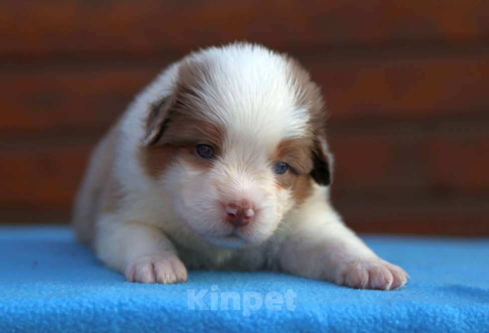 Собаки в Новосибирске: Миниатюрная американская овчарка  Девочка, 60 000 руб. - фото 3