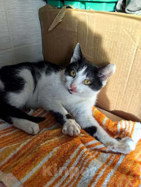 Кошки в Туле: Отдам в хорошие ручки Мальчик, Бесплатно - фото 4