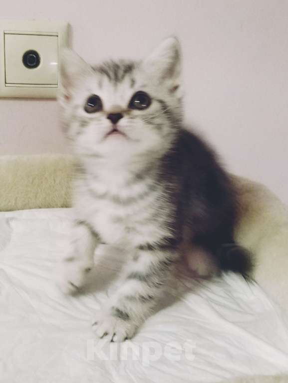 Кошки в Москве: Шотландские плюшевые детки Мальчик, 25 000 руб. - фото 3