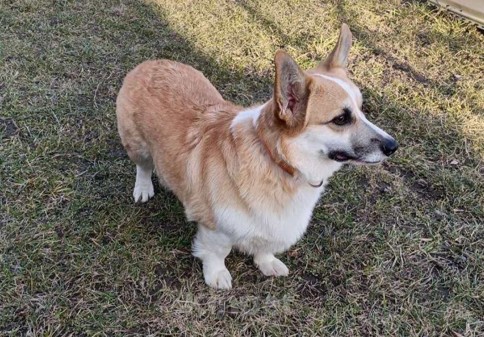 Собаки в Тейково: Продам щенка Мальчик, 60 000 руб. - фото 2