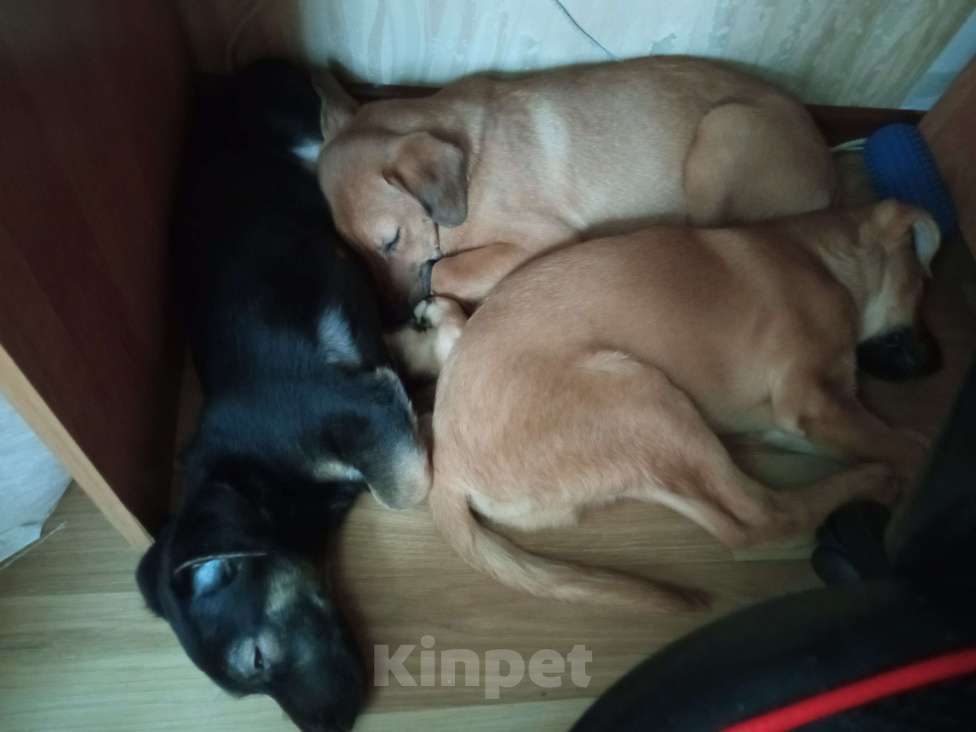 Собаки в Химках: Щенки в добрые руки Девочка, Бесплатно - фото 1