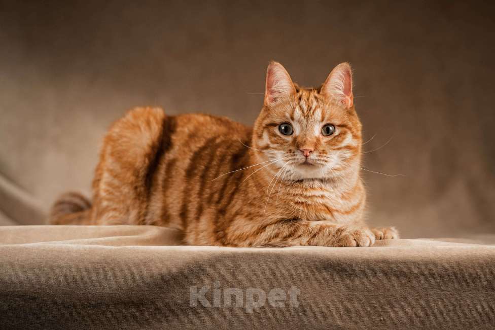 Кошки в Клине: Клёпа — друг для всей семьи Мальчик, Бесплатно - фото 1