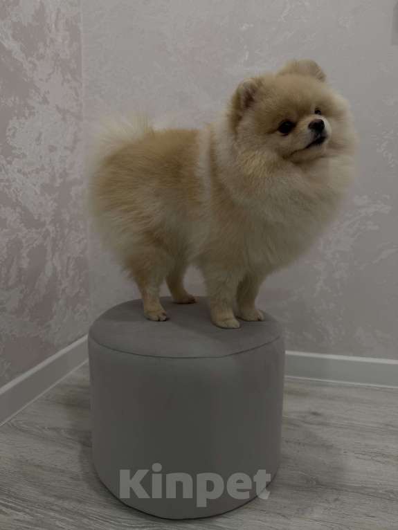 Собаки в Шахте: Обаятельный крем-шпиц приглашает на первую вязку (бесплатно) 🐾 Мальчик, Бесплатно - фото 6