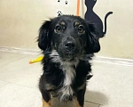 Собаки в Краснодаре: Ищу своего жадину который не отдаст меня ни кому  Девочка, 1 руб. - фото 3
