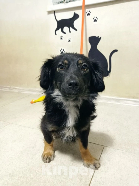 Собаки в Краснодаре: Ищу своего жадину который не отдаст меня ни кому  Девочка, 1 руб. - фото 3