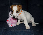 Собаки в Москве: Джек рассел терьер, мальчики Мальчик, 30 000 руб. - фото 8