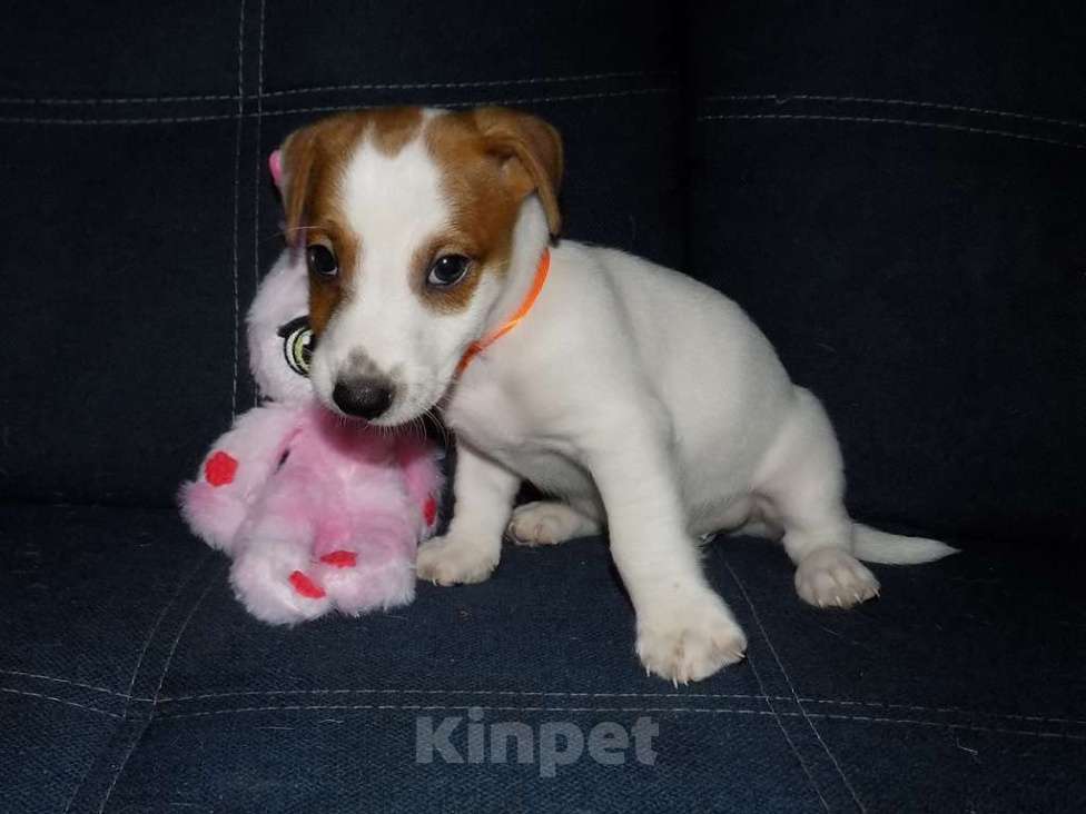 Собаки в Москве: Джек рассел терьер, мальчики Мальчик, 30 000 руб. - фото 8