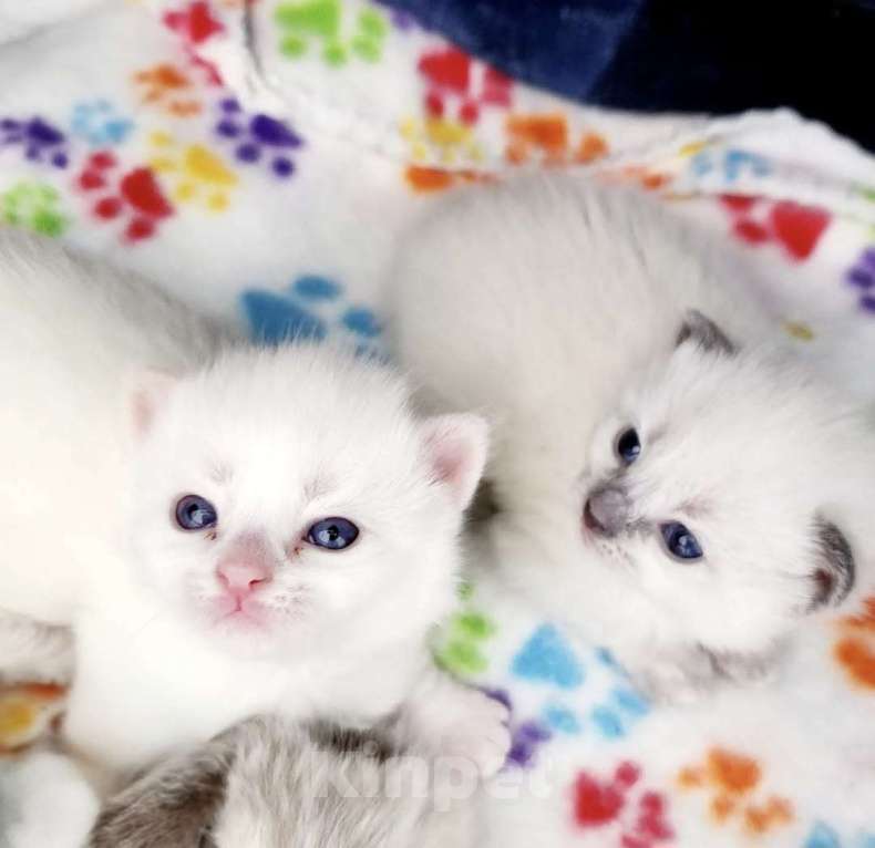 Кошки в Самаре: Котята для Вас Девочка, 80 000 руб. - фото 1