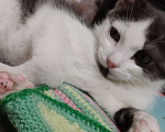 Кошки в Воронеже: Потерялся котик возле ВАСО Мальчик, Бесплатно - фото 7