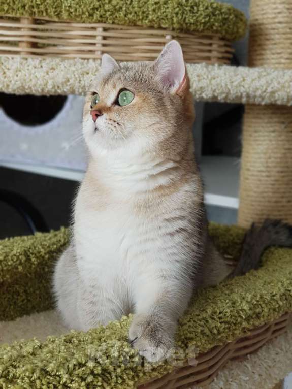 Кошки в Якутске: Золотая шиншилла Мальчик, 60 000 руб. - фото 10