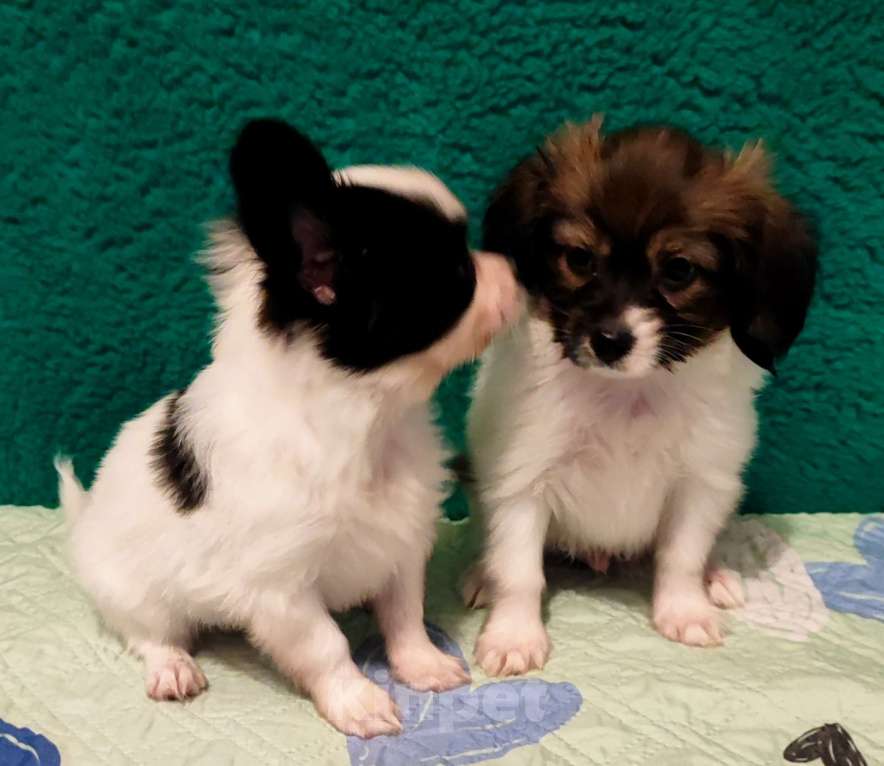 Собаки в Брянске: Мальчики Папийона Мальчик, 15 000 руб. - фото 2