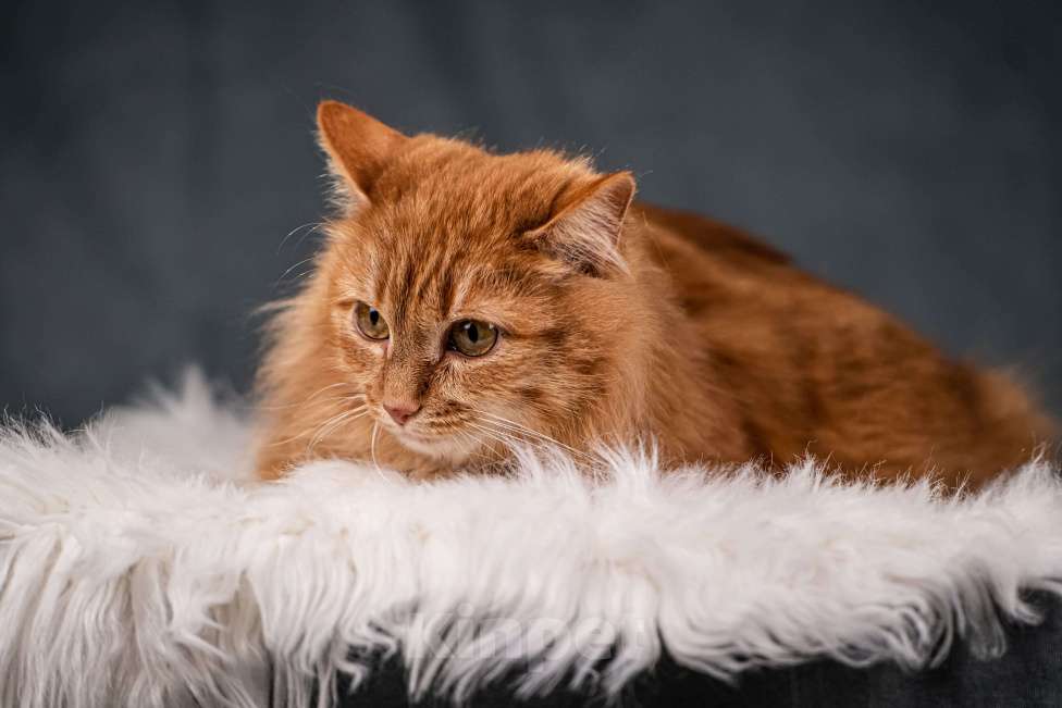 Кошки в Клине: Шуня — тихая кошечка Девочка, Бесплатно - фото 5