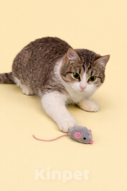 Кошки в Москве: Юкки должен дом Девочка, Бесплатно - фото 3