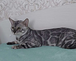 Кошки в Москве: Бенгальский кот Мальчик, Бесплатно - фото 4