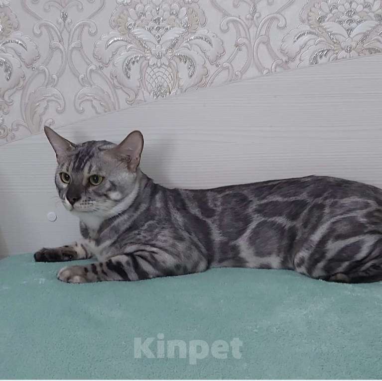 Кошки в Москве: Бенгальский кот Мальчик, Бесплатно - фото 4