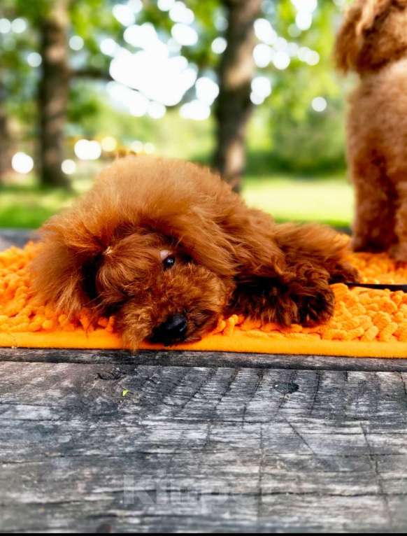 Собаки в Саратове: Тедди пудель Китай Девочка, 120 000 руб. - фото 2