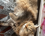 Кошки в Екатеринбурге: Котик Карл Мальчик, Бесплатно - фото 4