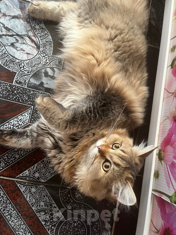 Кошки в Екатеринбурге: Котик Карл Мальчик, Бесплатно - фото 4