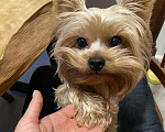 Собаки в Москве: Продаются щенка йоркширского терьера мини, беби фэйс Девочка, 30 000 руб. - фото 7