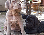 Собаки в Курске: Неаполитанские мастины, 80 000 руб. - фото 1