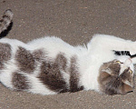 Кошки в Москве: Белая кошка с пятнами, Марго, 2-3 года, Бесплатно - фото 10