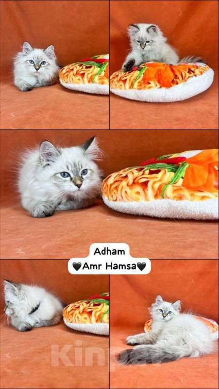 Кошки в Москве: Невский маскарадный котенок  Мальчик, 40 000 руб. - фото 2