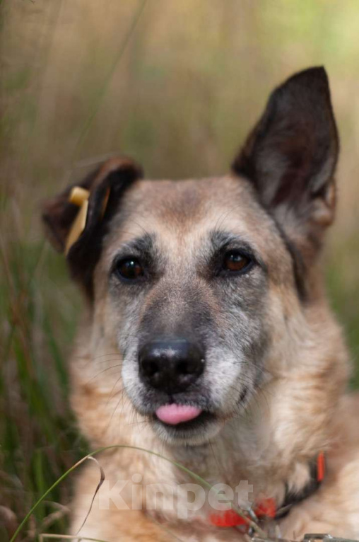 Собаки в Ногинске: Живёт в приюте уже не первый год тихая и скромная девочка. Зовут Дина. Девочка, Бесплатно - фото 1