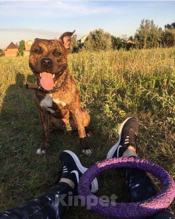 Собаки в Батайске: Стаффорд в добрые руки  Мальчик, Бесплатно - фото 6