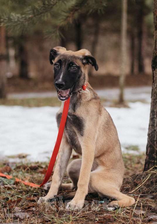 Собаки в Москве: Кэсси — невероятная малышка ищет дом Девочка, Бесплатно - фото 6