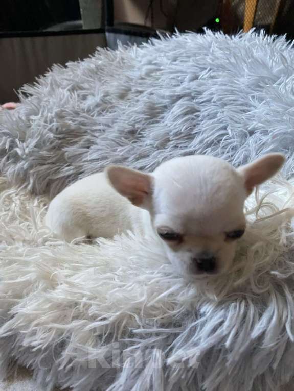 Собаки в других городах Московской области: Продам мини чихуахуа Девочка, 80 000 руб. - фото 2