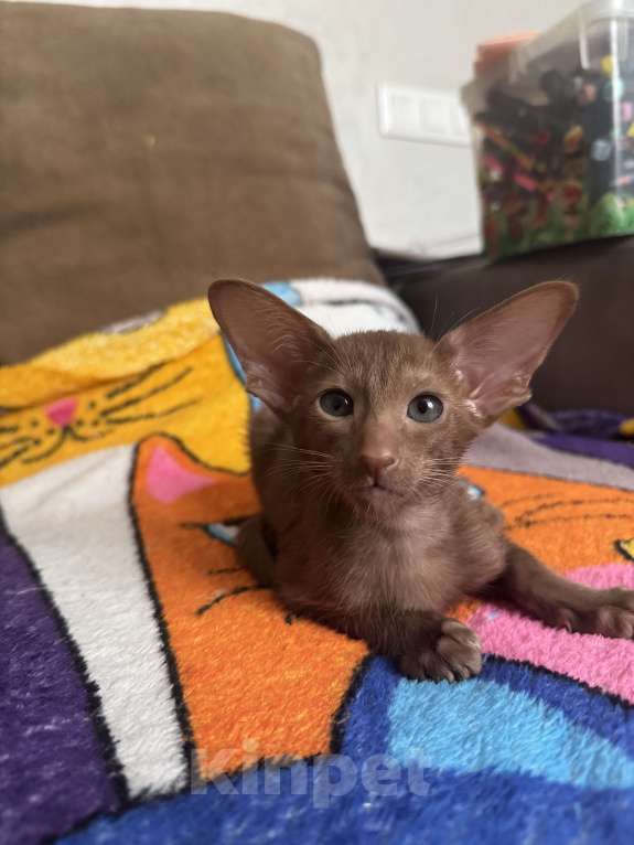 Кошки в Москве: Ориентальный котенок Девочка, 50 000 руб. - фото 1