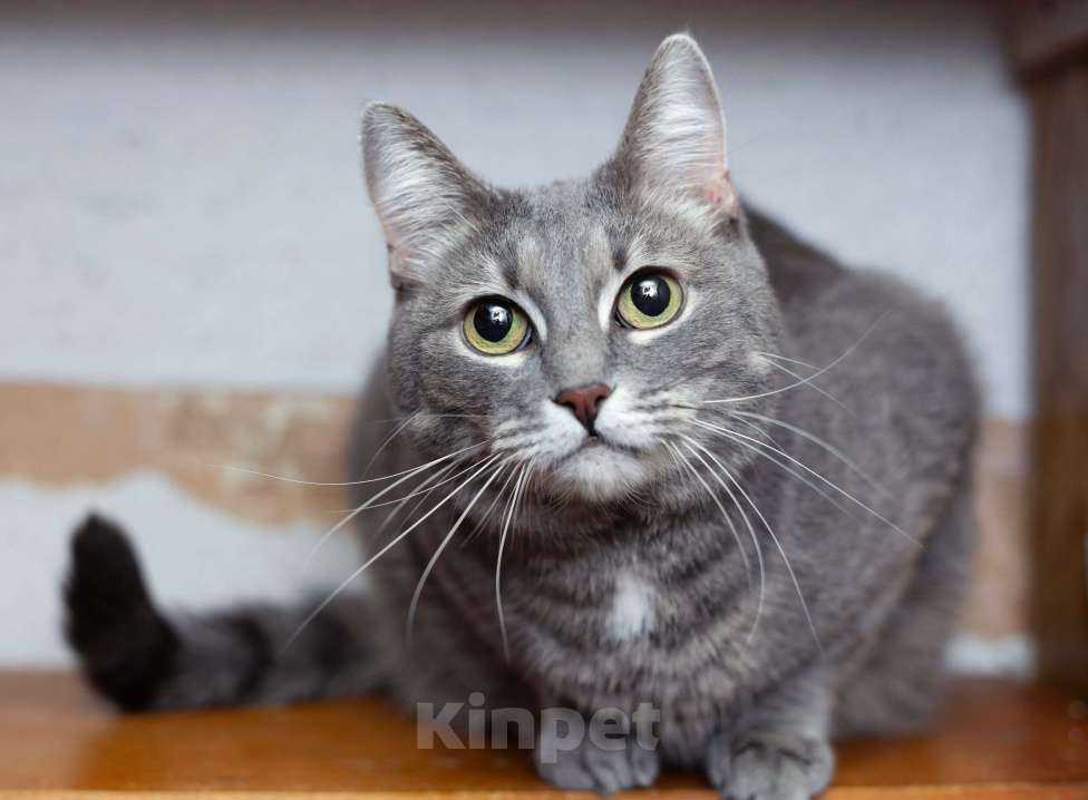 Кошки в Москве: Голубая кошка Мася в добрые руки Девочка, 10 руб. - фото 7