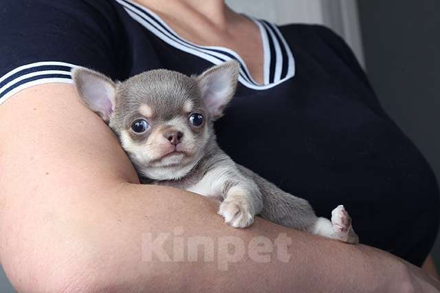 Собаки в Люберцах: Чихуахуа щенок Мальчик, 10 000 руб. - фото 1