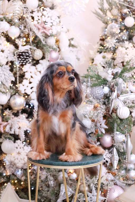 Собаки в Москве: Продается уникальная девочка породы Кавалер Кинг Чарльз Спаниель!  Девочка, 450 000 руб. - фото 3