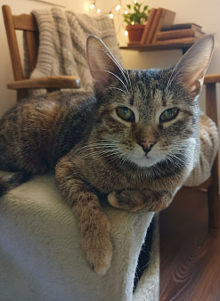 Зендея, кошка с примесью янтаря