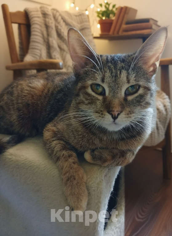 Кошки в Москве: Зендея, кошка с примесью янтаря Девочка, Бесплатно - фото 1