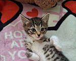Кошки в Подольске: Котёнок девочка полтора месяца Девочка, Бесплатно - фото 2