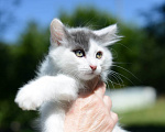 Кошки в Москве: Котенок Сеня ищет дом Мальчик, Бесплатно - фото 3
