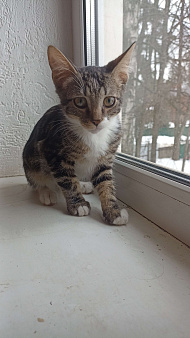 Малыш в добрые руки