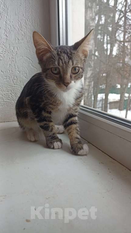 Кошки в других городах Московской области: Малыш в добрые руки Мальчик, Бесплатно - фото 1